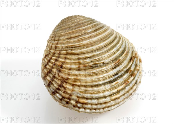 Shells