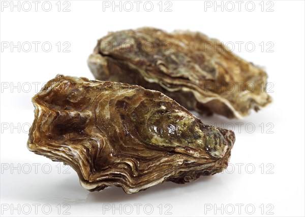 FRENCH EASTER MARENNES D'OLERON ostrea edulis BEFORE WHITE BACKGROUND