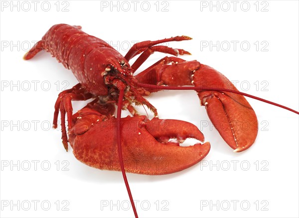 Boiled Lobster