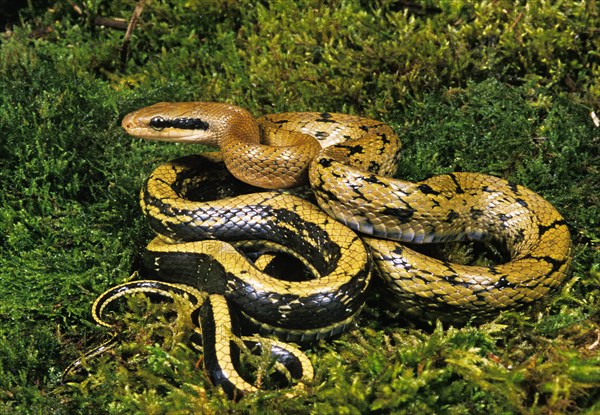 TAIWANESE Beauty rat snake