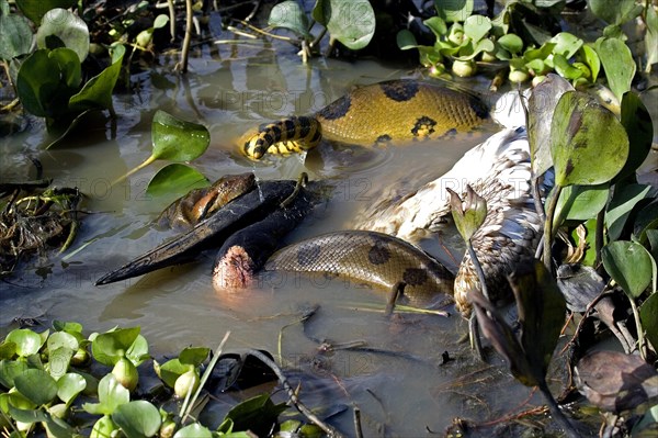 GREEN ANACONDA eunectes murinus KILLS A WOODY HOST