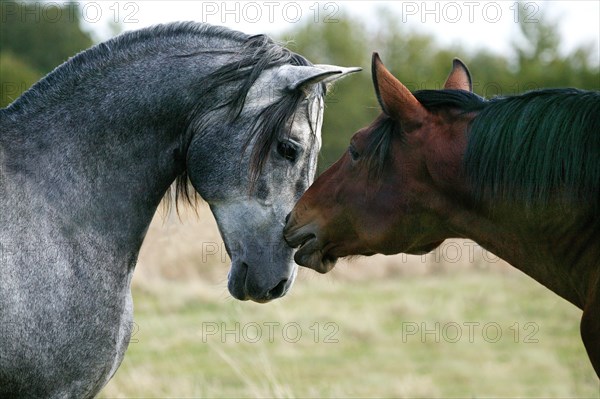 LUSITANO HORSE