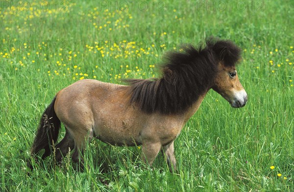 AMERICAN MINIATURE HORSE