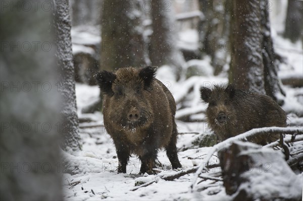 Wild Boar