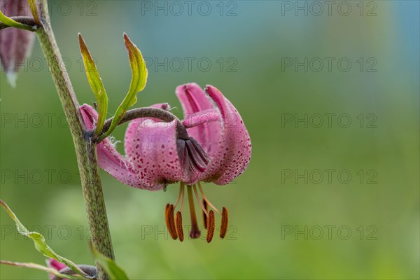 Martagon or Turk's Cap Lily