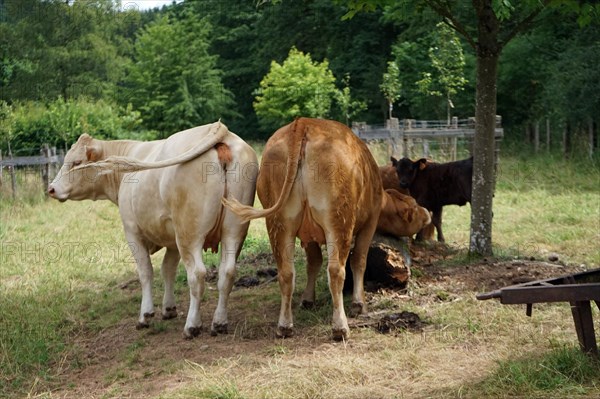 Cows at pasture