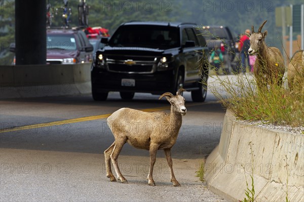 Bighorn sheep