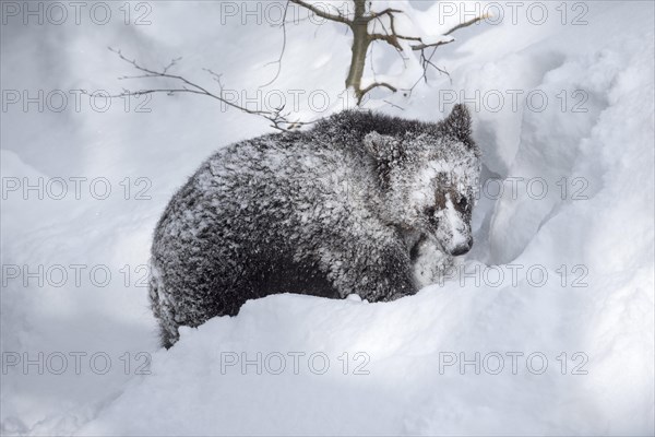 One-year-old European brown bear