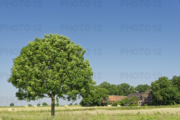 Farm with ash tree