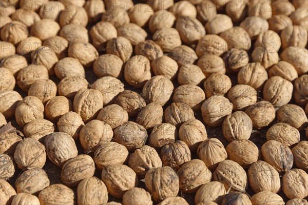 Persian walnut