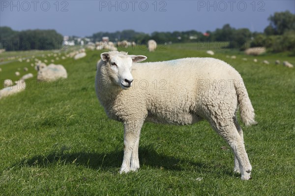 Lamb on Elbe dike