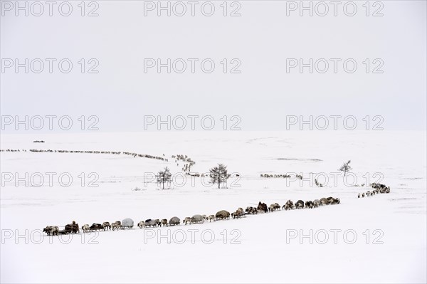 Nenets shepherds on their spring migration in the tundra with a sledge pulled by Reindeer