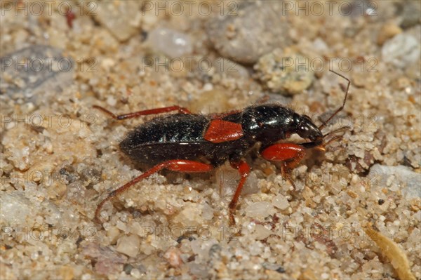 Sickle Bug