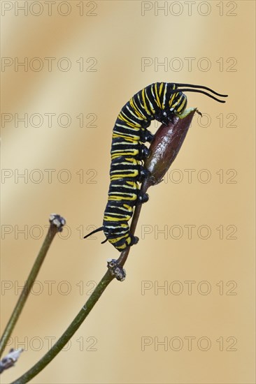 Caterpillar of the monarch butterfly