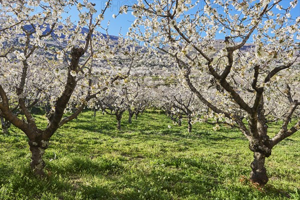 Cherry trees