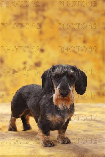 Dwarf grey haired dachshund