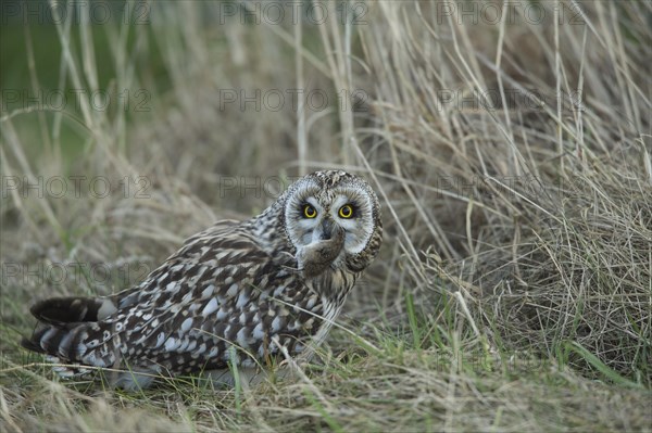 Short-eared Owl