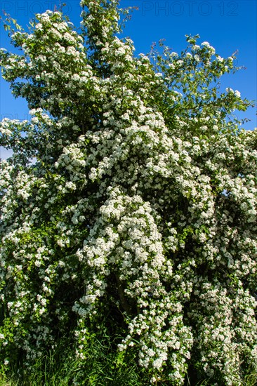 Hawthorn