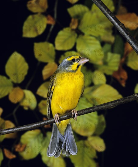 Yellow-Fronted Canary