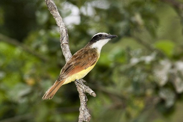 Greater Great kiskadee