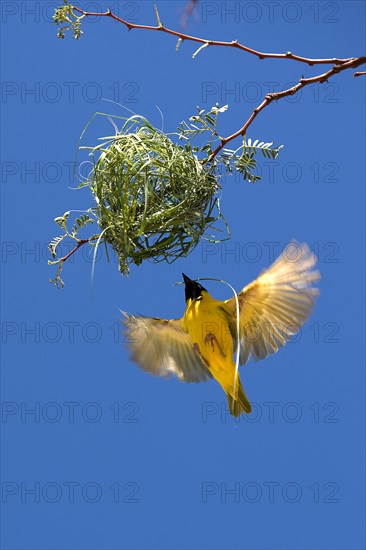 Southern Masked Weaver