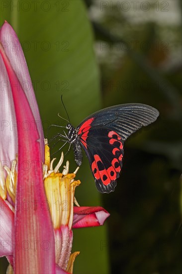 Scarlet Mormon Butterfly