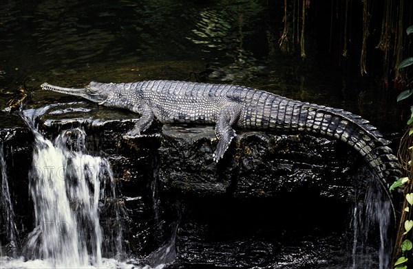 Gavial or Gharial