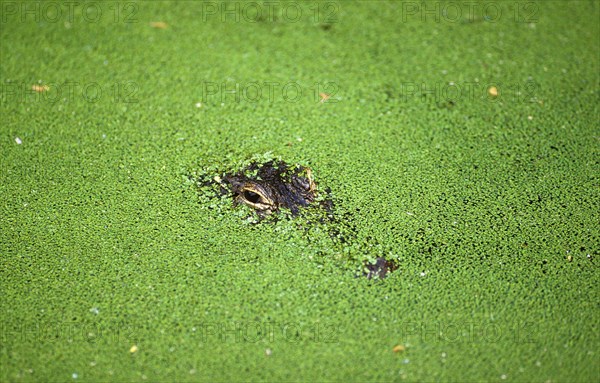 American alligator