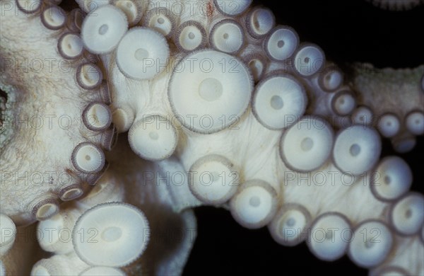 COMMON Common Octopus