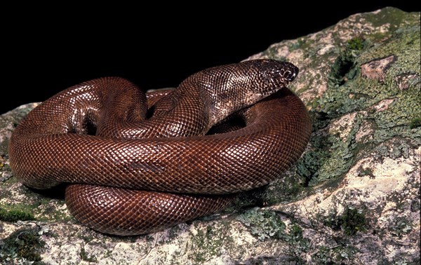 Indian sand boa