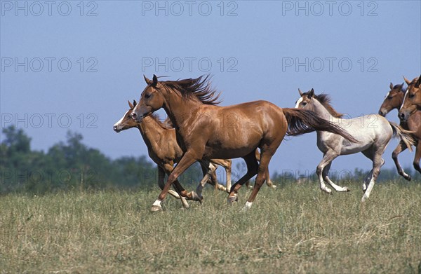 Anglo-Arabian horse