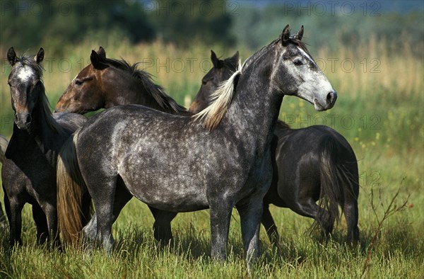 LIPIZZAN HORSE