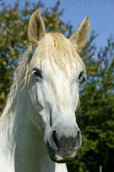 PERCHERON HORSE