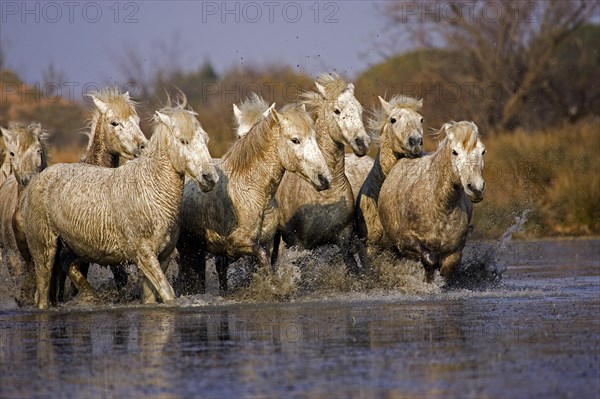 CAMARGUE HORSE