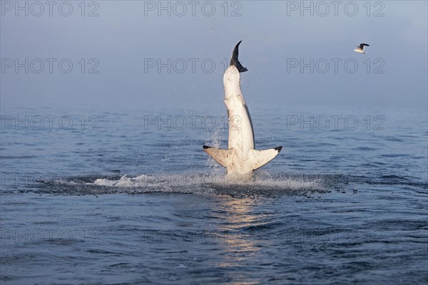 Great white shark