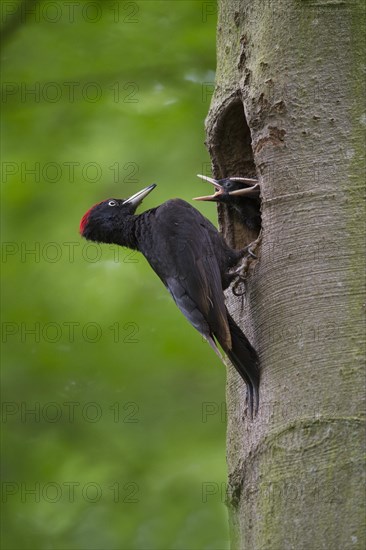 Black Woodpecker