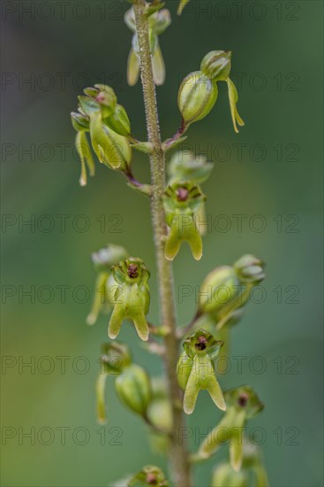 Common twayblade