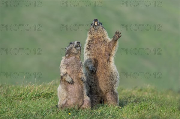 Alpine Marmot