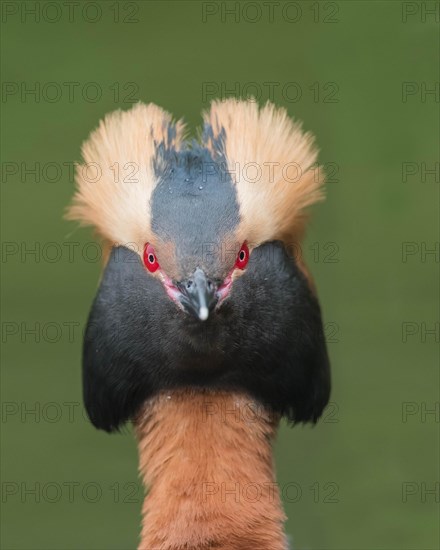 Horned Grebe