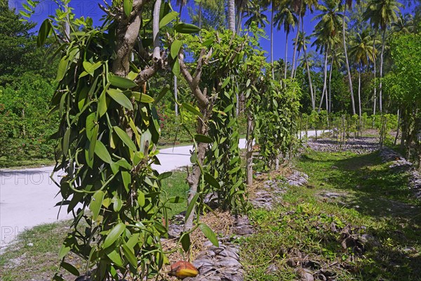 Vanilla plants