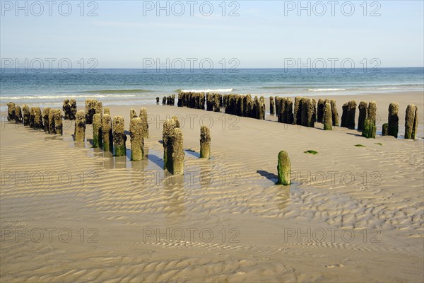 Algae-covered groynes in the evening at low tide