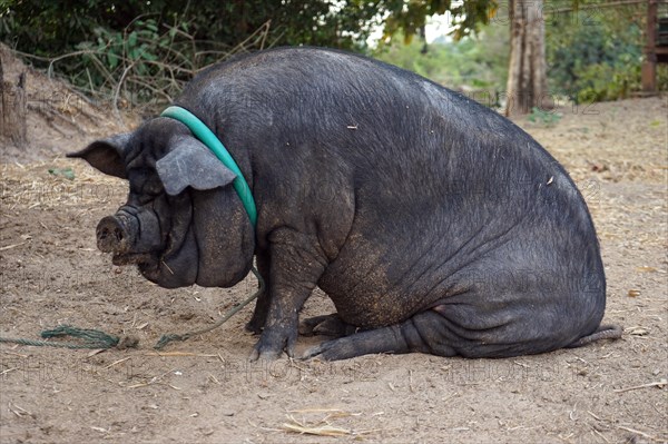 Pot-bellied pig