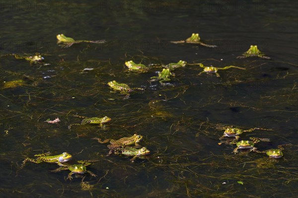 Edible frogs