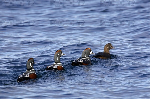 Harlequin duck