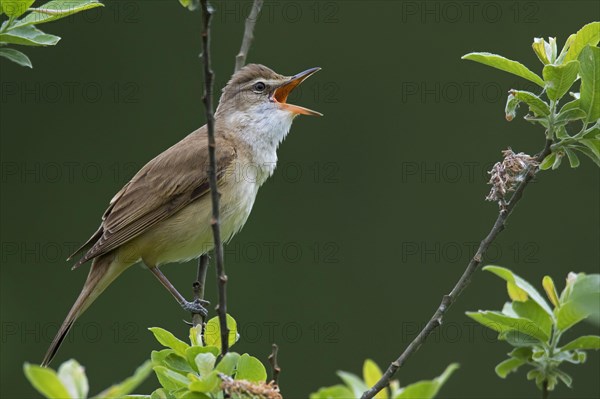 Great Reed Warbler