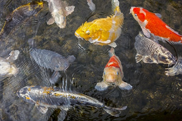 Colourful Common carp