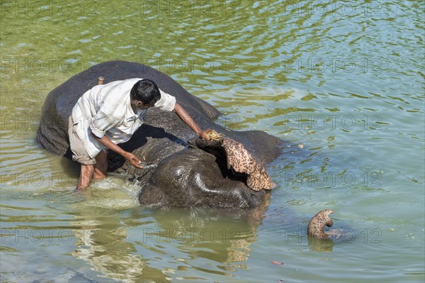 Mahout washing his Indian elephant