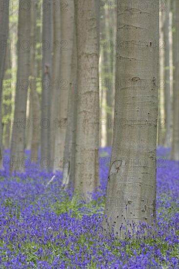 Bluebells