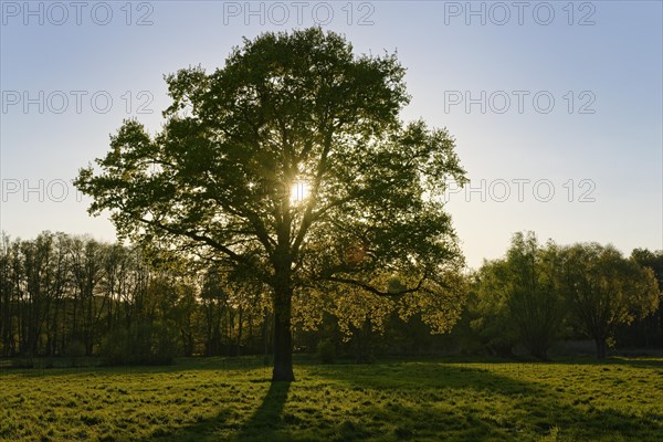 English oak