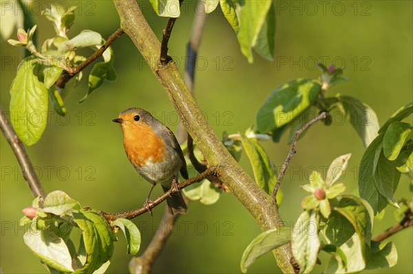 European robin